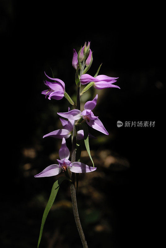 stock photo orchid cephalanthera rubra Waldvögelein濒危物种